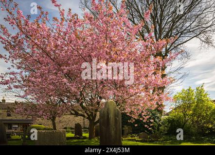 Ein HDR-Bild der blühenden Cherry, Prunus, auf dem Friedhof der Grassington Congregational Church, Yorkshire, England. 30. April 2024 Stockfoto