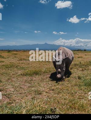 Letztes weißes Nashorn im Norden, das grast, vor dem Hintergrund des Mount Kenia Stockfoto