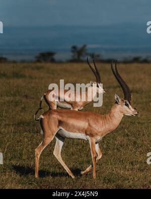 Zwei Grants Gazellen Streifen über das kenianische Grasland Stockfoto