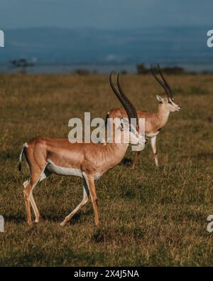 Zwei Grants Gazellen Streifen über das kenianische Grasland Stockfoto