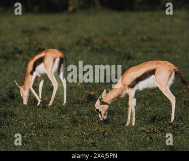 Zwei Grants Gazellen Streifen über das kenianische Grasland Stockfoto