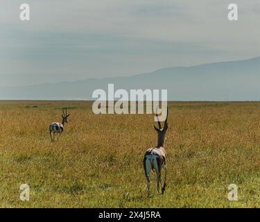 Zwei Grants Gazellen Streifen über das kenianische Grasland Stockfoto