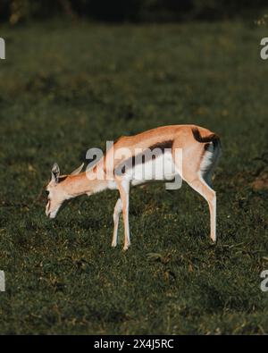 Zwei Grants Gazellen Streifen über das kenianische Grasland Stockfoto