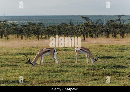 Zwei Grants Gazellen Streifen über das kenianische Grasland Stockfoto