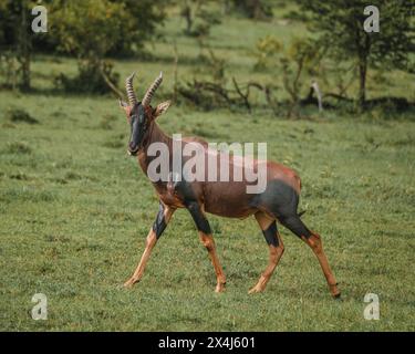 Topi steht auf dem Masai-Mara-Grasland in Alarmbereitschaft Stockfoto