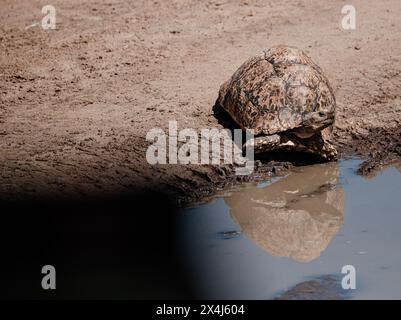 Leopardenschildkröte durchquert die grüne Masai Mara Stockfoto