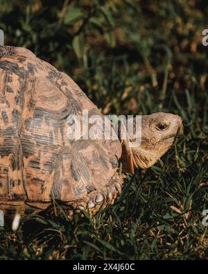 Leopardenschildkröte durchquert die grüne Masai Mara Stockfoto