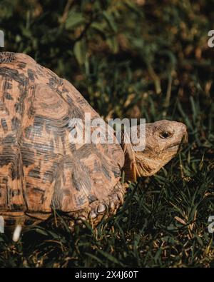 Leopardenschildkröte durchquert die grüne Masai Mara Stockfoto