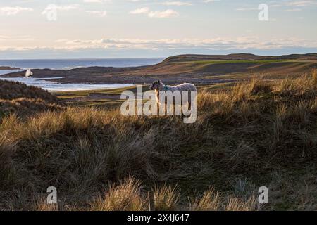 Die Küste der Machir Bay. Das grasbedeckte Hinterland von Machir Bay, Islay, in der Nähe von Kilchoman, Islay, Argyll und Bute, Schottland . Stockfoto