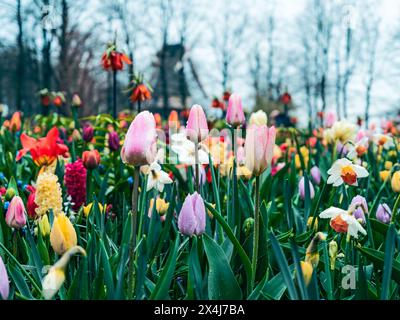 April-Duschen, um die Ankunft blühender Tulpen zu fördern Stockfoto