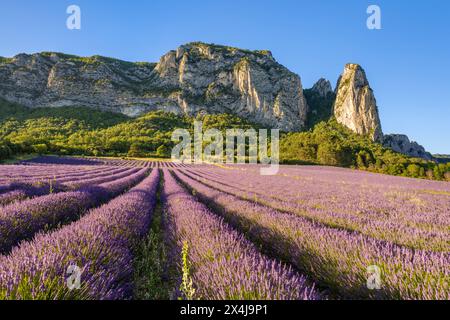 Sommerblick auf blühende Lavender-Felder und Berge in der Nähe des Dorfes Saou im Departement Drome. Frankreich Stockfoto