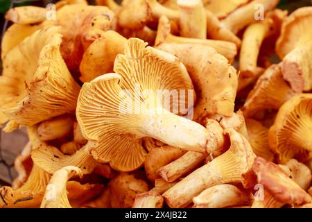 Eierschwämmen Cibarius, Pfifferling, goldene Pfifferling oder Girolle umgangsprachlich. Pilze in Weidenkorb. Stockfoto