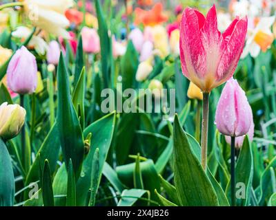 Aprilduschen fördern die Ankunft von blühenden Tulpen im Frühling. Stockfoto