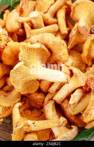Eierschwämmen Cibarius, Pfifferling, goldene Pfifferling oder Girolle umgangsprachlich. Pilze in Weidenkorb. Stockfoto