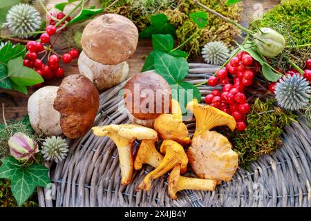 Eierschwämmen Cibarius, Pfifferling, goldene Pfifferling oder Girolle umgangsprachlich. Pilze in Weidenkorb. Stockfoto