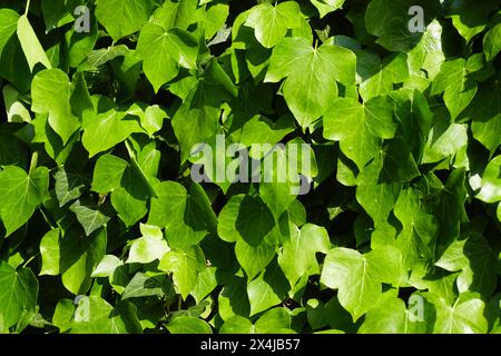 Nahaufnahme-Wand mit jungen, glänzenden Efeublättern. Hedera helix, Familie Araliaceae. Frühling, Mai, Niederlande Stockfoto