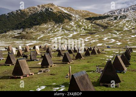 Hufende Hunde im Plan de Beret nach einem Schneefall im Herbst, vor der Rodeln- und Pilzsaison. Naut Aran, Aran Valley, Lleida, Katalonien, Spanien Stockfoto