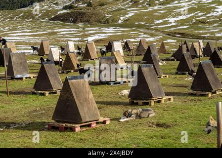 Hufende Hunde im Plan de Beret nach einem Schneefall im Herbst, vor der Rodeln- und Pilzsaison. Naut Aran, Aran Valley, Lleida, Katalonien, Spanien Stockfoto