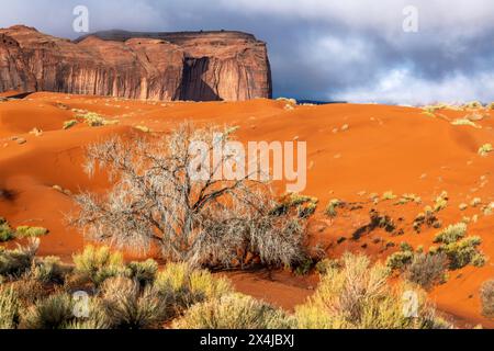 Ein Baumwollbaumbaum, der inmitten von orangefarbenem Schmutz und Sand im Monument Valley wächst. Stockfoto