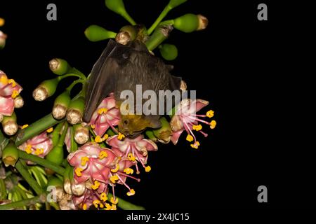 Jamaikanische Fledermaus bestäubt blühenden Baum Stockfoto