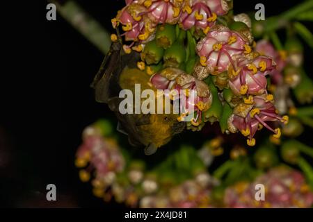 Jamaikanische Fledermaus bestäubt blühenden Baum Stockfoto