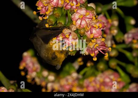 Jamaikanische Fledermaus bestäubt blühenden Baum Stockfoto