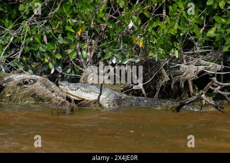 Morelets Krokodil, das sich in Mangroven sonnt Stockfoto