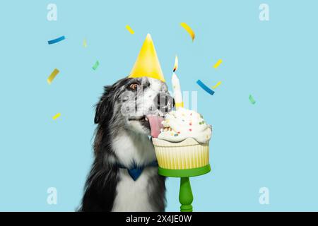 Portrait Border Collie Hund feiert Geburtstag mit einer bunten Tasse Kuchen. Isoliert auf blauem Pastellhintergrund mit fallenden Konfetti Stockfoto