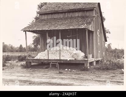 Baumwolle auf der Veranda des Hauses der Farerecropper, Maria Plantage, Arkansas, Oktober 1935. Historische Vintage-Fotografie aus der US-amerikanischen Sicherheitsbehörde 1930 Foto: Ben Shahn. Stockfoto