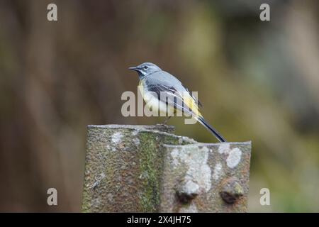 Grauschwanz (Motacilla cinerea) in Wharfedale, North Yorshire, England, Vereinigtes Königreich Stockfoto