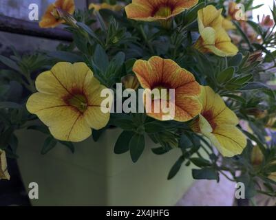 Gelbe Petunie in einer Vase aus nächster Nähe Stockfoto