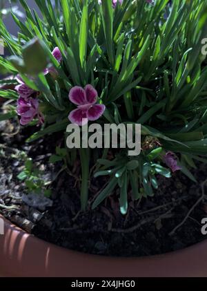 Rosa Nelken in einer Vase aus nächster Nähe gesehen Stockfoto