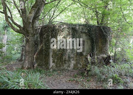 Eine Betonpillbox-Verteidigungsposition im Wald bei Sudbury in Suffolk, England, Großbritannien. Stockfoto