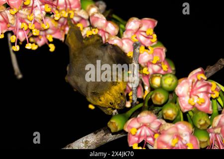 Jamaikanische Fledermaus bestäubt blühenden Baum Stockfoto