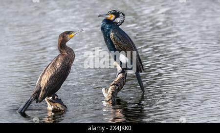 Zwei große Kormorane (Phalacrocorax Carbo), ein Weibchen und ein Männchen mit Zuchtgefieder, 16:9 Stockfoto