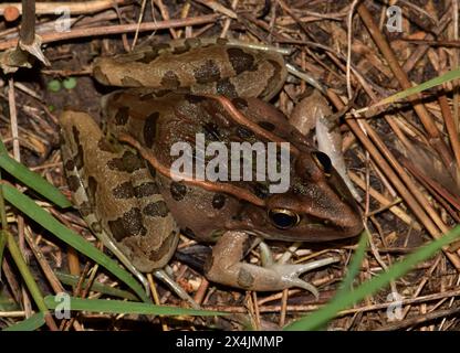 Südlicher Leopardenfrosch (Lithobates sphenocephalus) in Grasamphibien-Naturmoor Rana sphenocephala. Stockfoto