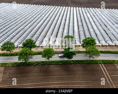 Landwirtschaft, große Flächen mit Folientunnel, für den Anbau von Erdbeeren, frisch bestellte Felder, südlich von Lövenich, gehören zu Erkelenz, im Kreis Heinsberg, Folientunnel *** Landwirtschaft, große Flächen mit Folientunnel, für den Anbau von Erdbeeren, frisch bewirtschaftete Felder, südlich von Lövenich, gehört zu Erkelenz, im Landkreis Heinsberg, Folientunnel Stockfoto