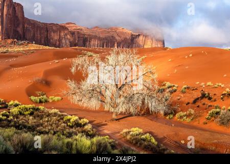 Ein Baumwollbaumbaum, der inmitten von orangefarbenem Schmutz und Sand im Monument Valley wächst. Stockfoto