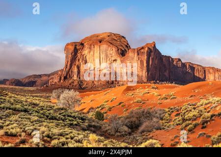 Ein Baumwollbaumbaum, der inmitten von orangefarbenem Schmutz und Sand im Monument Valley wächst. Stockfoto