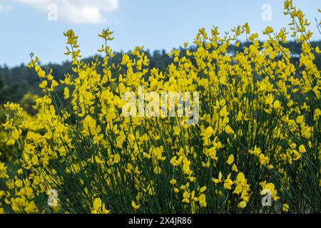 Gelbe Ginsterblüten vor blauem Himmel, Nahaufnahme. Stockfoto