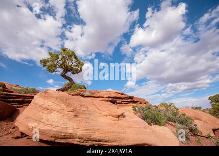 Utah Juniper (Juniperus osteosperma) auf einem Vorsprung in Utah Stockfoto