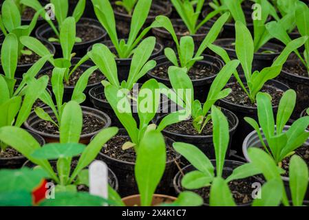 Foto von kleinen neuen Pflanzen im Topf Stockfoto