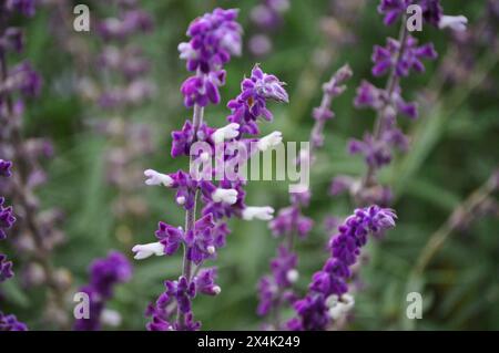 Purpurblüten der Salvia leucantha, die im Herbst blühen Stockfoto