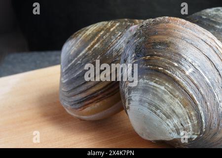 Frische Muscheln in Muscheln auf dem Schneidebrett Stockfoto