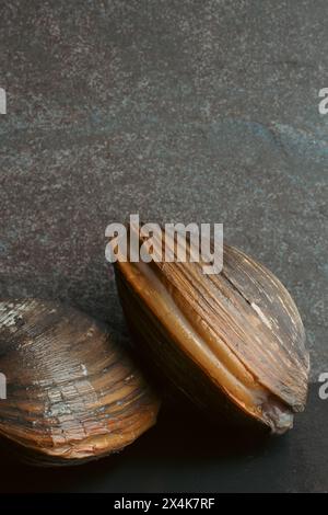 Zwei braune japanische Hokkigai-Muscheln in Muscheln auf grauem Steinhintergrund Stockfoto