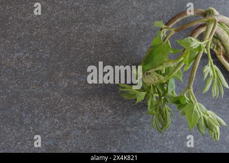 Frisches grünes japanisches Udo-Frühlingsgemüse auf grauem Hintergrund Stockfoto