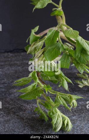 Japanische frische Frühlingsgemüse-Udo-Pflanzenblätter Stockfoto