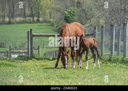 Braunes Pferd und zweitägiges Fohlen auf der Frühlingswiese Stockfoto