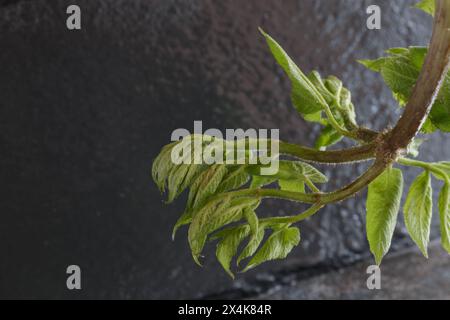 Japanisches Udo frisches grünes, belaubtes Frühlingsgemüse auf dunklem Hintergrund Stockfoto