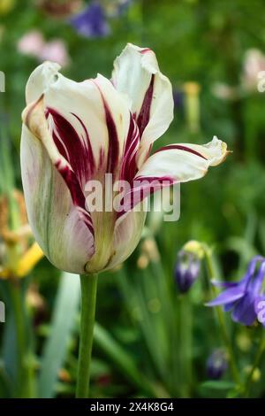 Weiße und rote Tulpe an einem Frühlingstag in den Hermannshofgärten in Weinheim. Stockfoto